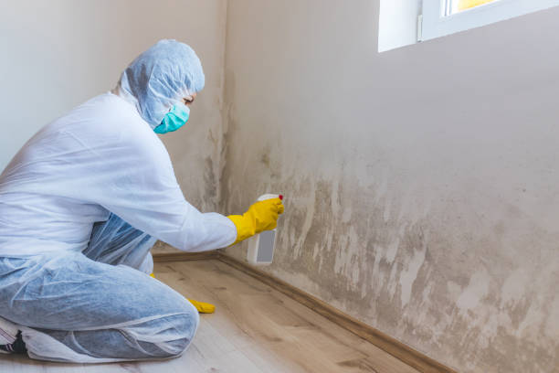 Licensed Commercial Mold Remediation service in Aurora, MN - WQB Mold Removal